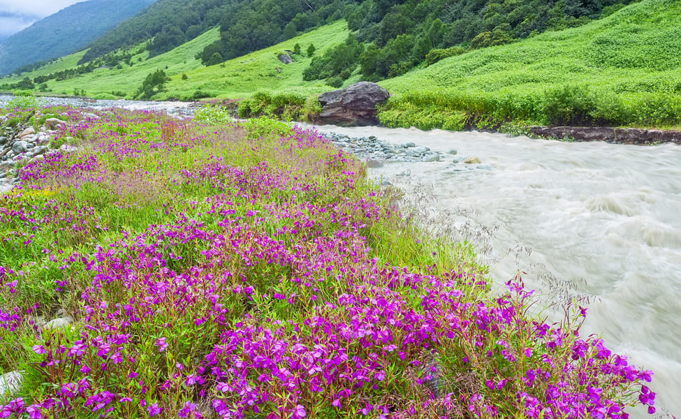 Thung lũng hoa (Valley of Flowers), Uttarakhand, Ấn Độ