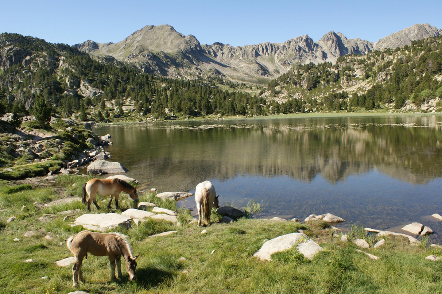 Bầy ngựa hoang dã ở Encamp, Andorra