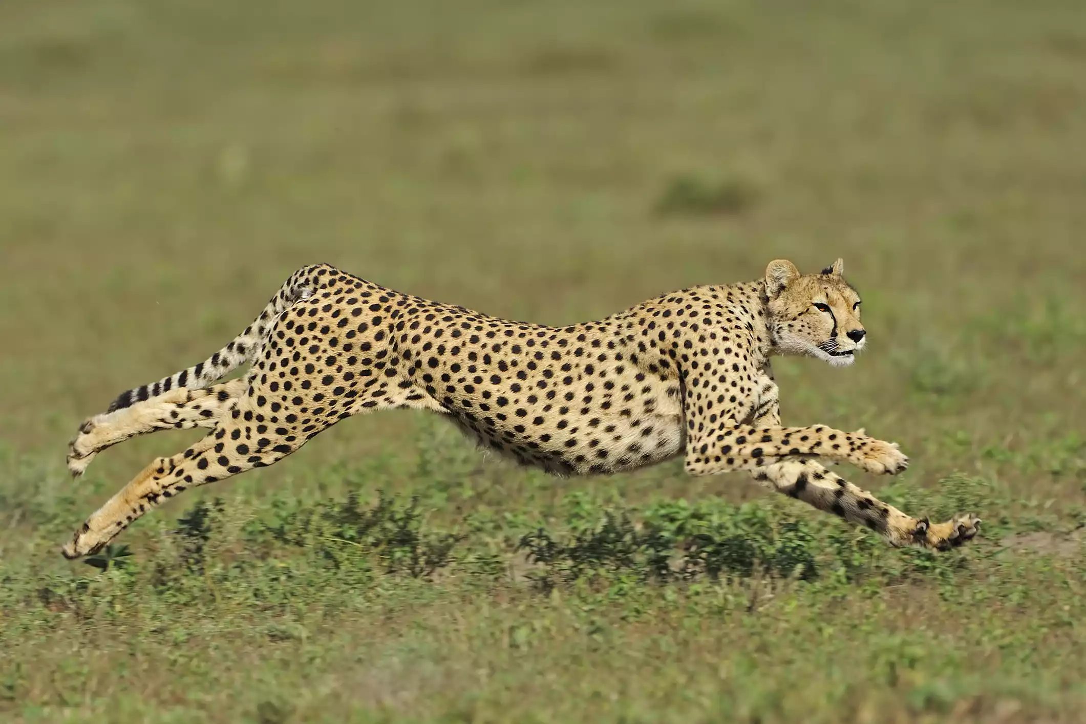 15 loài động vật nhanh nhất hành tinh